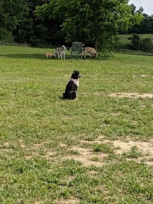 Thompson Road Regional Dog Park