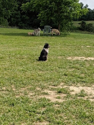 Thompson Road Regional Dog Park