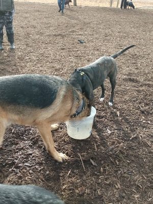 Thompson Road Regional Dog Park