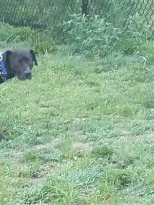 Fitchburg Dog Park