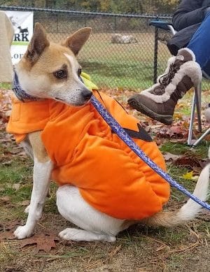 Fitchburg Dog Park