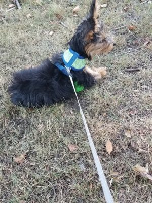 Fitchburg Dog Park