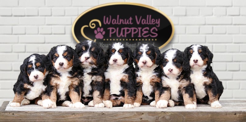 Walnut Valley Puppies - Flat Rock, IL