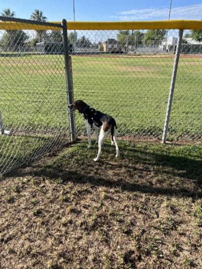 Florence Dog Park - Florence, AZ
