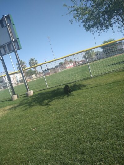 Florence Dog Park - Florence, AZ