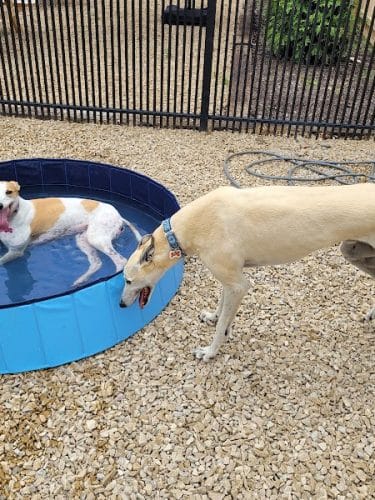 The Bark Park & Patio