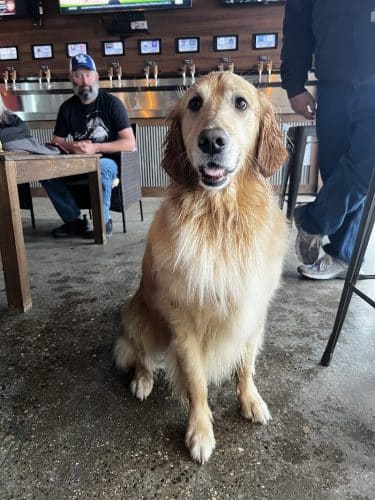The Bark Park & Patio