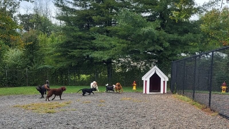 Elm Street Dog Park - Florham Park, NJ