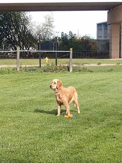 FIDO Dog Park - Fond du Lac, WI