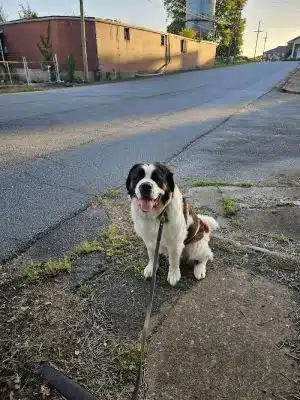 Trails to Tails Dog Park