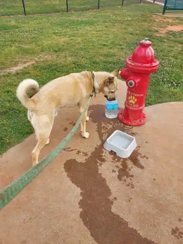 Trails to Tails Dog Park