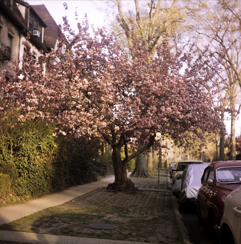 Hawthorne Park Forest Hills - Forest Hills, NY