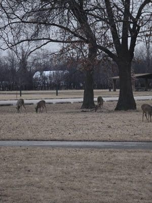 Miller Meadow Off-Leash Dog Area