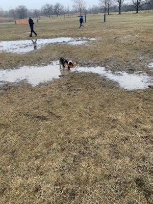 Miller Meadow Off-Leash Dog Area
