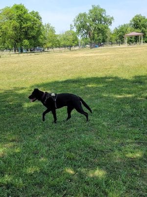 Miller Meadow Off-Leash Dog Area