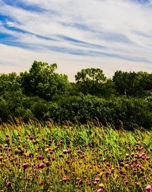 Miller Meadow Off-Leash Dog Area