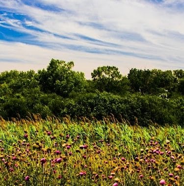 Miller Meadow Off-Leash Dog Area