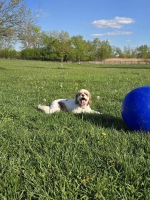 Miller Meadow Off-Leash Dog Area