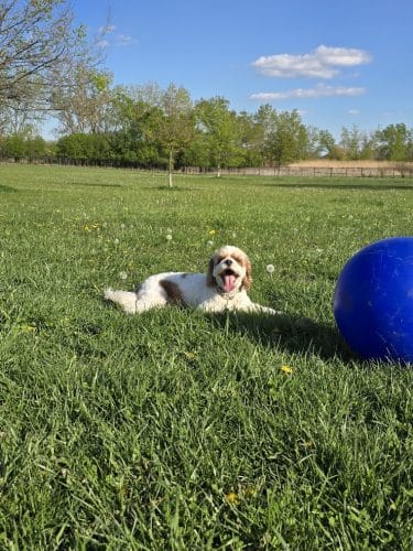 Miller Meadow Off-Leash Dog Area