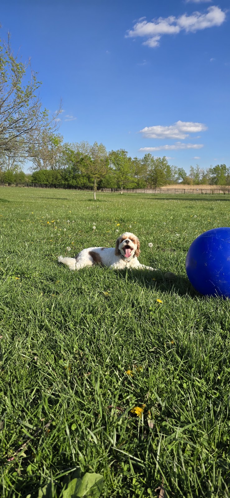 Miller Meadow Off-Leash Dog Area - Forest Park, IL