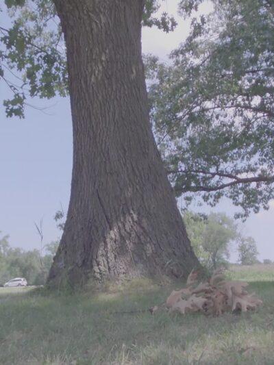 Miller Meadow Off-Leash Dog Area - Forest Park, IL
