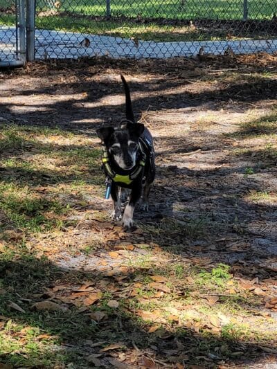 MARVILLA Dog Park - Fort Pierce, FL
