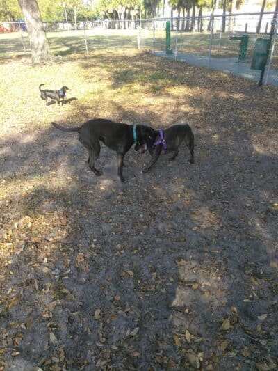 MARVILLA Dog Park - Fort Pierce, FL
