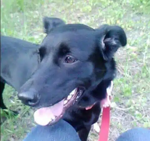 Bark Park - Fort Riley, KS
