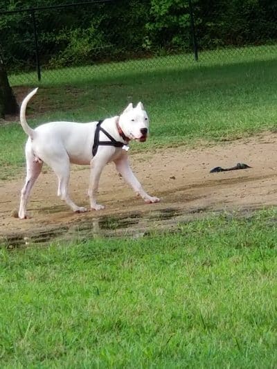 Fort Novosel Bark Park - Fort Rucker, AL
