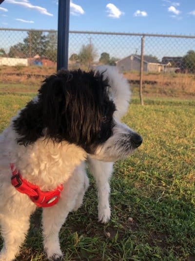 Silliman Dog Park - Fort Stockton, TX