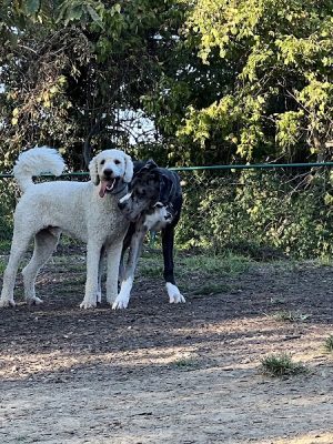 Fort Thomas Dog Park