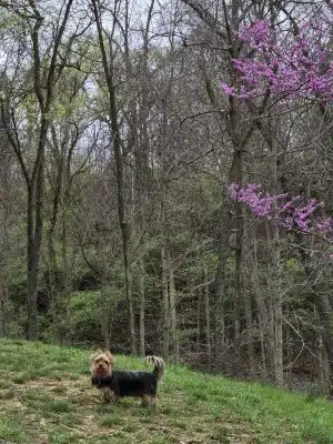 Fort Thomas Dog Park