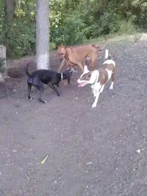 Fort Thomas Dog Park
