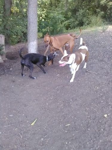 Fort Thomas Dog Park