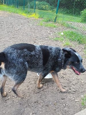 Fort Thomas Dog Park