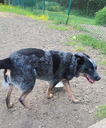 Fort Thomas Dog Park