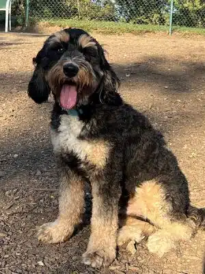 Fort Thomas Dog Park