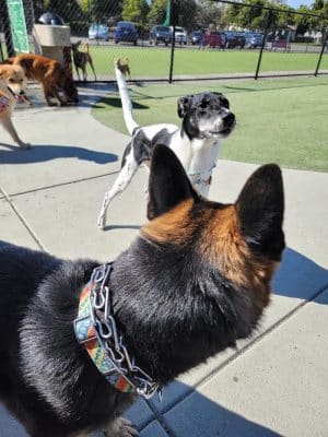 Foster City Dog Park - Foster City, CA