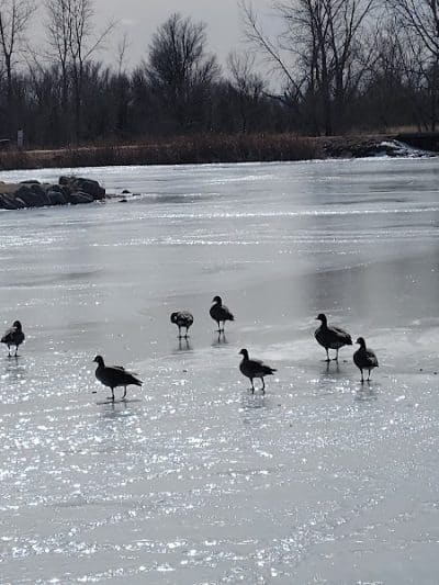 Fountain creek dog park - Fountain, CO
