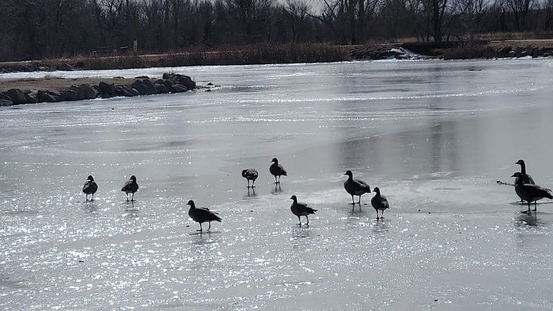 Fountain creek dog park - Fountain, CO