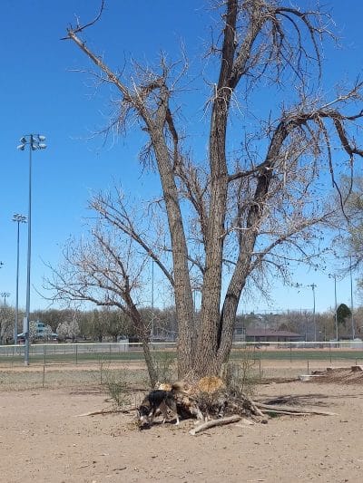 Metcalfe Hondo Memorial Doggie Park - Fountain, CO