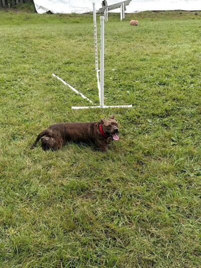 Whole Dog Camp at Bliss Woods Farm - Freeport, ME