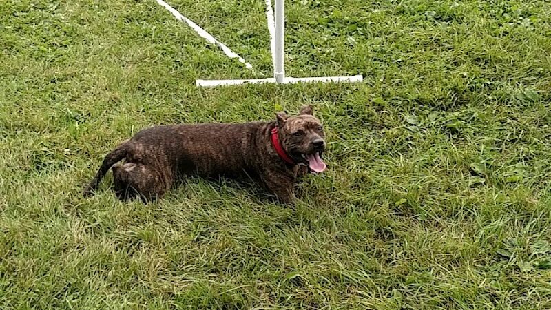 Whole Dog Camp at Bliss Woods Farm - Freeport, ME