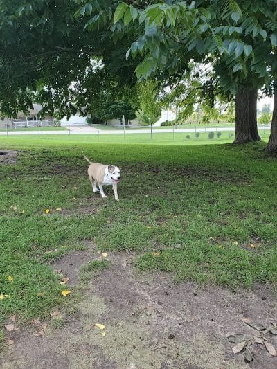 Fremont Dog Park - Fremont, MI
