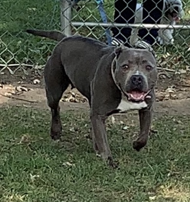 Fremont City Dog Park - Fremont, OH
