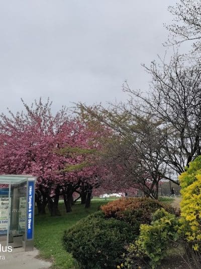 Cunningham Park - Fresh Meadows, NY