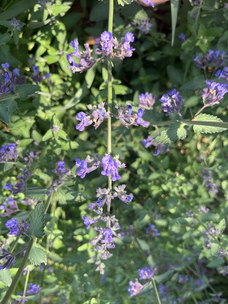 Cunningham Park Picnic Area - Fresh Meadows, NY