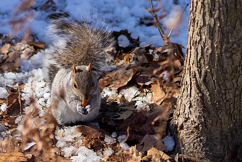 Kissena Park - Fresh Meadows, NY