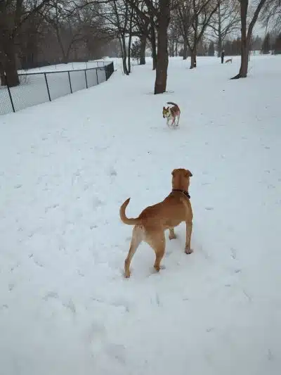 Locke County Dog Park - Fridley, MN