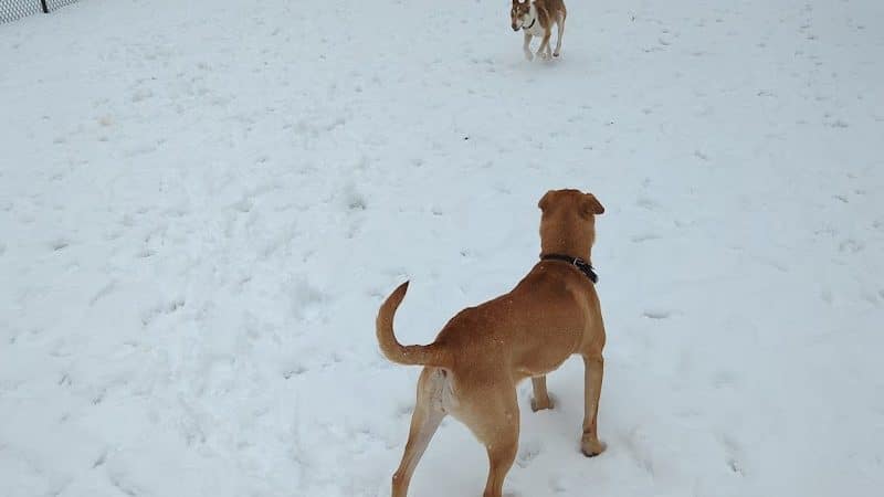 Locke County Dog Park - Fridley, MN